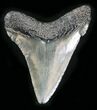 Juvenile Megalodon Tooth - South Carolina #25680-1